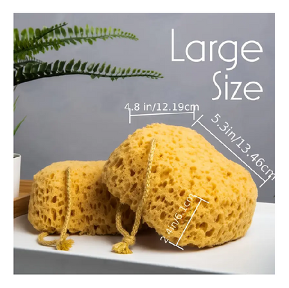 Shower Sponge
